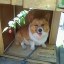 猟犬の了見