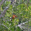 チャバネコウハシショウビン(Brown-winged Kingfisher)再び