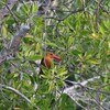 チャバネコウハシショウビン(Brown-winged Kingfisher)再び