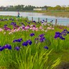 乙戸水生植物園のアヤメと藤棚（土浦市）～つくば市とその周辺の風景写真案内（４０９）