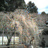 　山科の桜
