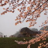 飛鳥歴史公園石舞台地区で桜のライトアップイベント