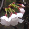 氷雨に濡れる桜花