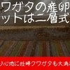 クワガタ産卵セットの作り方と産卵の兆候を見分ける方法　