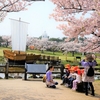 季節をさかのぼって日和山の桜