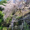 【京都】【桜】『大豊神社』に行ってきました。 女子旅 京都花 花写真