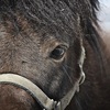 秋競馬開幕！国内で海外で注目レースが目白押しです