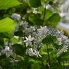 ✾上野公園の紫陽花です😊