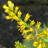 (216) Solidago canadensis