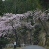 和宏さんの花巡礼「木屋平の桜」　咲くら色