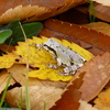 珍客の紅葉見物