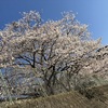 丹波の桜