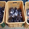 明日、ナスを初出荷します。