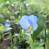 土岳の花