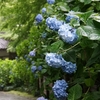 雨の鎌倉に紫陽花見にいく【明月院】