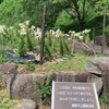 倉敷市　亀島山花と緑の丘公園　テッポウユリ(エラブユリ）♪