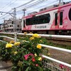 都電荒川線沿線のバラの花