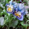 うどんこ病発生！さらばリュンヌとペチュニア寄せ植え