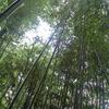 鳥の声