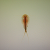 アメリカカブトエビ Triops longicaudatus