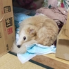 前庭疾患4日目