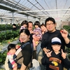 完熟いちご🍓狩り情報プレオープン12月31日(火)晴れ☀️