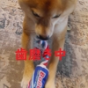 歯磨き？、だよ