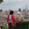 2017神戸の桜、すべて散りました。蔵出し写真、穴場を２箇所ご紹介（会下山公園、宇治川）