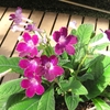 松江フォーゲルパークの花々など ⑩（島根県松江市）