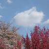 雲場池の紅葉 軽井沢 見頃は？