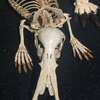 海外の骨格標本「これ何のホネだと思う？カモノハシなんだぜ」