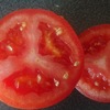 夏野野菜の王様トマトは水耕栽培で儲かりまっせ