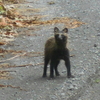 山道散歩　狸それとも狐。
