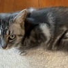 工事音に怯える猫：静かな土曜はどこへ