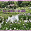 城北公園の花菖蒲園 2023（前編）