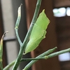 家庭菜園 ～緑色の幼虫、実はモンシロチョウの幼虫だった～