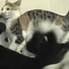 【もふもふ地獄】沢山の（猫好きな？）子犬に囲まれた猫！たまらず逃走（笑）【猫画像まとめ】