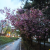 雨と風・・・散りゆく桜