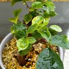 【観葉植物】ようやくガジュマルを外に出せる日がやってきた、けど…