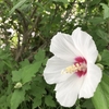 梅雨の終わり頃から咲きだします木槿(ムクゲ)の花です。