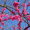 都内は桜も開花宣言だそうですが