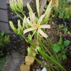 花壇のヒガンバナが咲いた