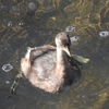 鳥撮散歩　カイツブリの幼鳥にまた会えました＠河内川