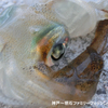 アオリイカの釣果を伸ばすには先ずは時合を逃さない事 @一週間でかなりのサイズUP‼