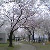 桜舞い散る、春うらら♪