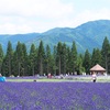 6月23日☆美郷町ラベンダー園…その２