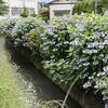 デジカメ教室・今日のお題は「紫陽花を撮る」