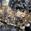 春分前に咲き急ぐ桜