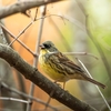 探鳥日記⑦：晩秋の探鳥とルリビタキ