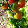 まるでブドウのようなトマト🍅